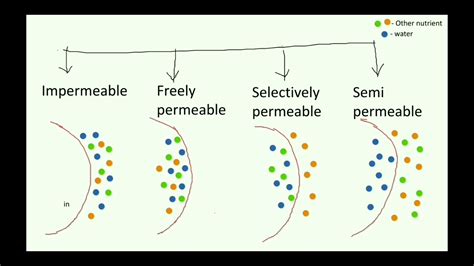 measure membrane thickness|types of membrane permeability.